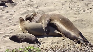 Big Daddy Fucks Dirty Wife's Cunt on the Beach while Daughter Watches